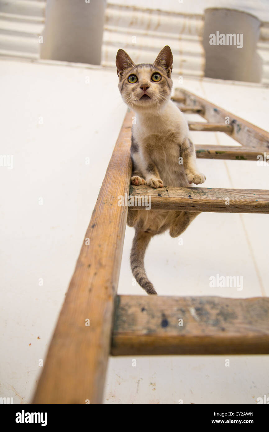 Cat on a latter, Tunis Medina, Tunis, Tunisia Stock Photo