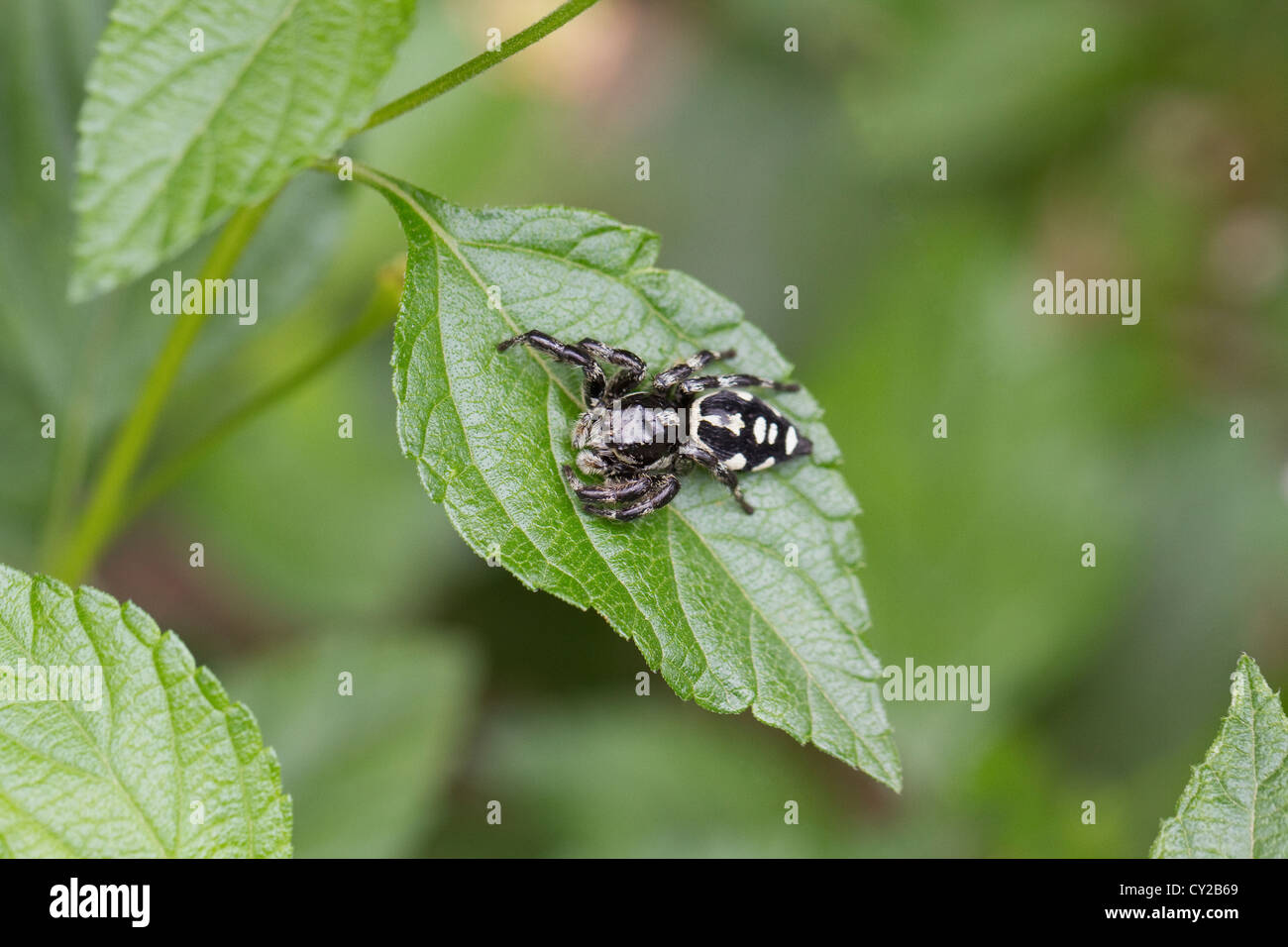 Closeup of black and white spider on plant on grounds of Selva Verde Lodge, Costa Rica, Central America. Stock Photo