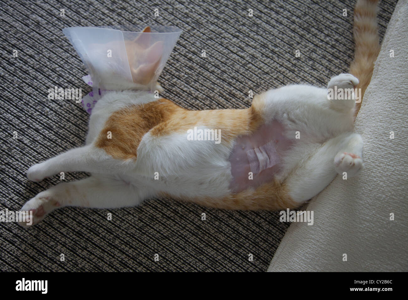 A young female cat showing her stomach after being Spayed. Stock Photo