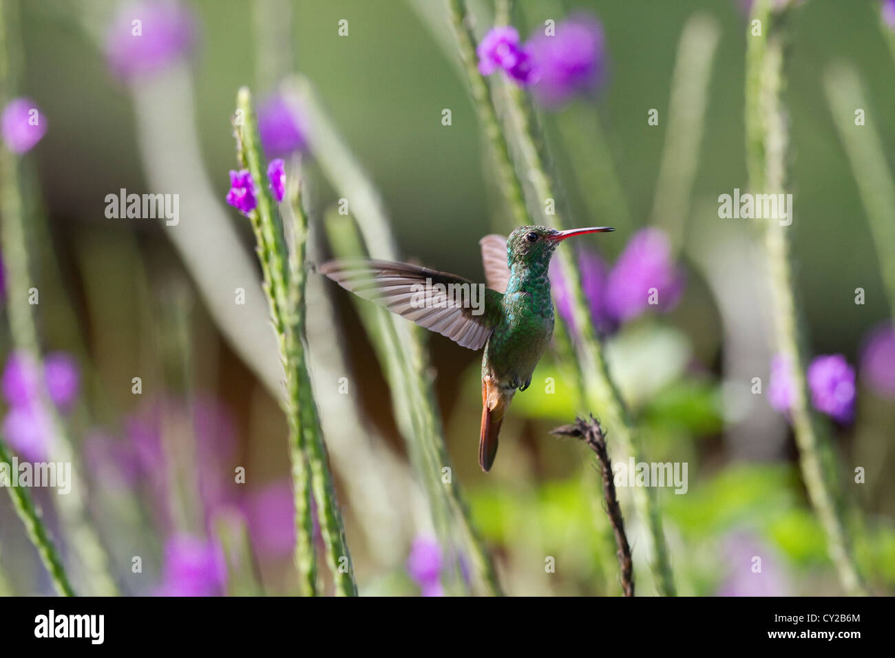 Rufous-tailed Hummingbird (Amazilia tzacatl) feeding on flowers at Rancho Naturalista, Costa Rica. Stock Photo