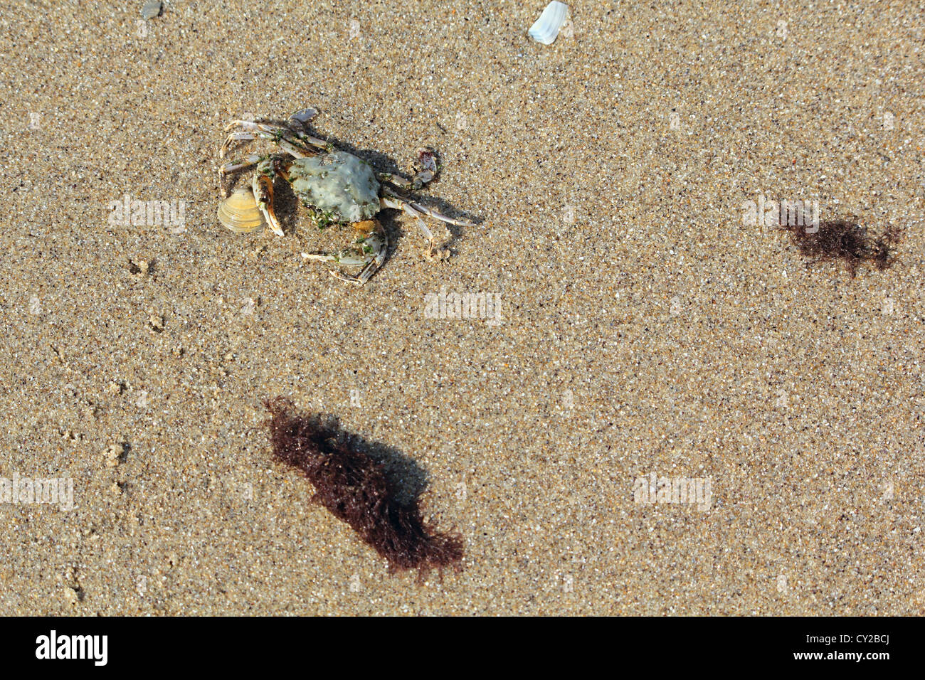Shellnea Crab on the sand nea the shell Stock Photo - Alamy