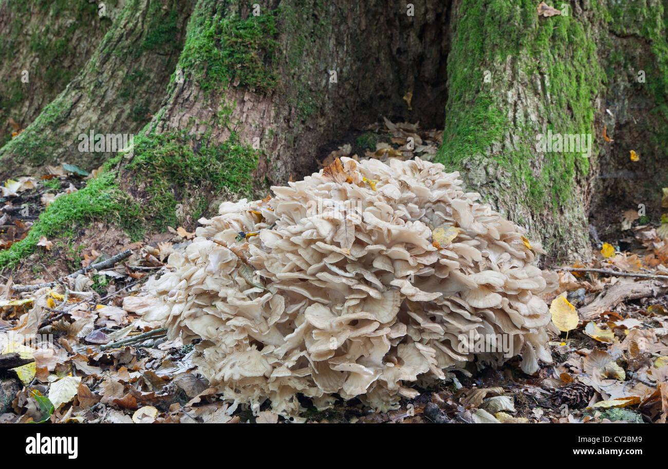 Hen of the Woods fungi grows natural in front of old tree Stock Photo