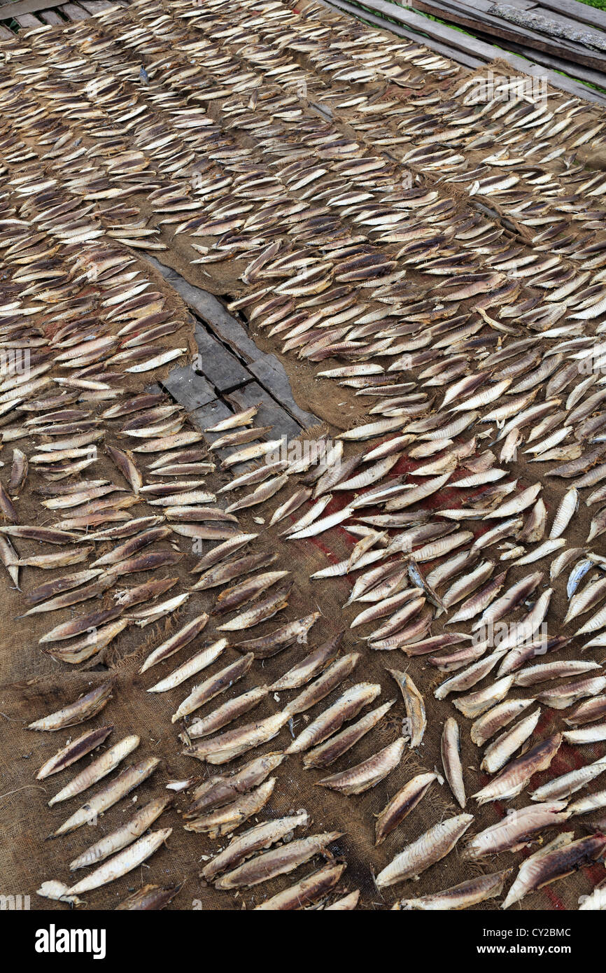 Tuna drying under the sun to be sold as dried fish. Stock Photo