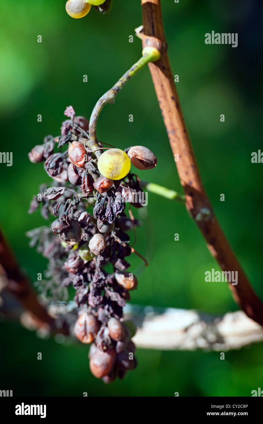 An Example of Peronospora, Grape disease Stock Photo