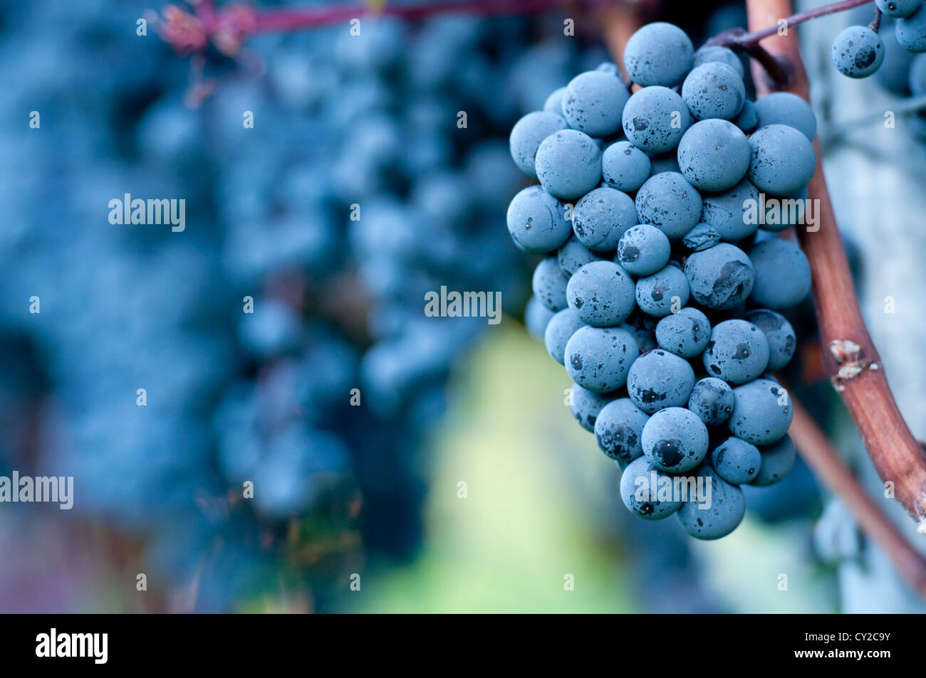 Red bunch of grapes in the vineyard Stock Photo Alamy