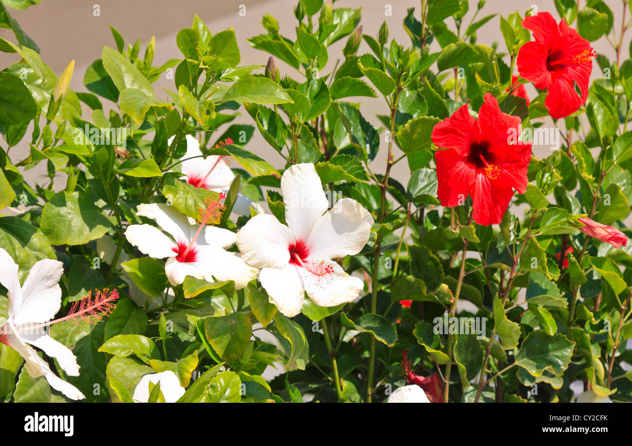 Chinese Hibiscus Flower Stock Photo Alamy