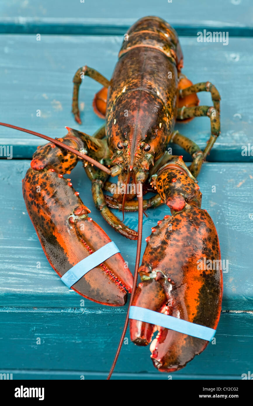 Fresh live uncooked lobster with banded claws. Stock Photo