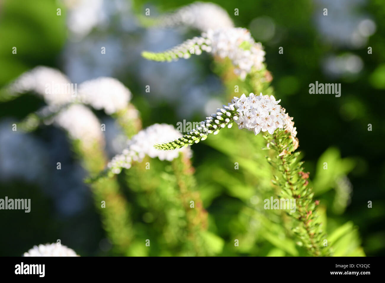 Lysimachia clethroides or Gooseneck flower, a perennial garden favourite. Stock Photo
