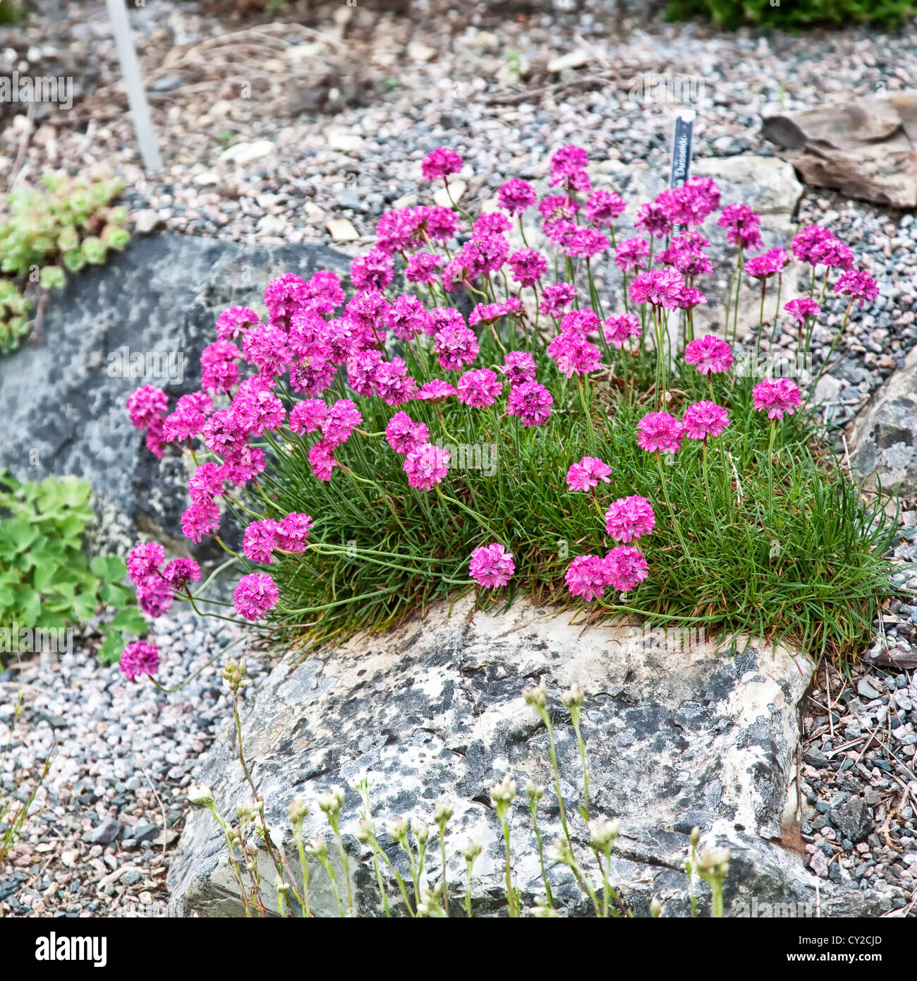 Alpine rock garden with perennial thrift (also know as sea pink orArmeria maritima) and its vibrant pink flower. Stock Photo