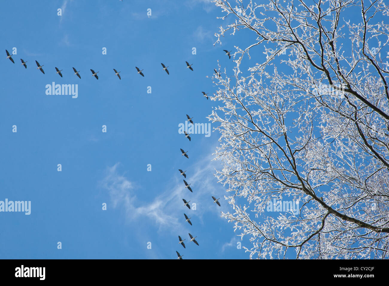 Snow wrapped alder branch and flock of geese flying over in background against blues sky in springtime Stock Photo