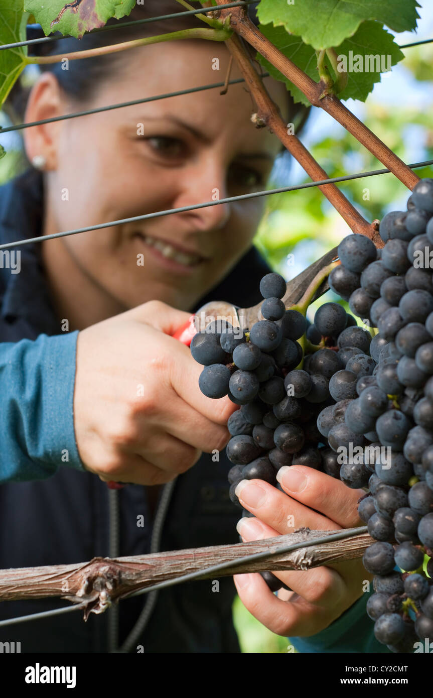 Woman in the vineyard picking grape during wine harvest Stock Photo