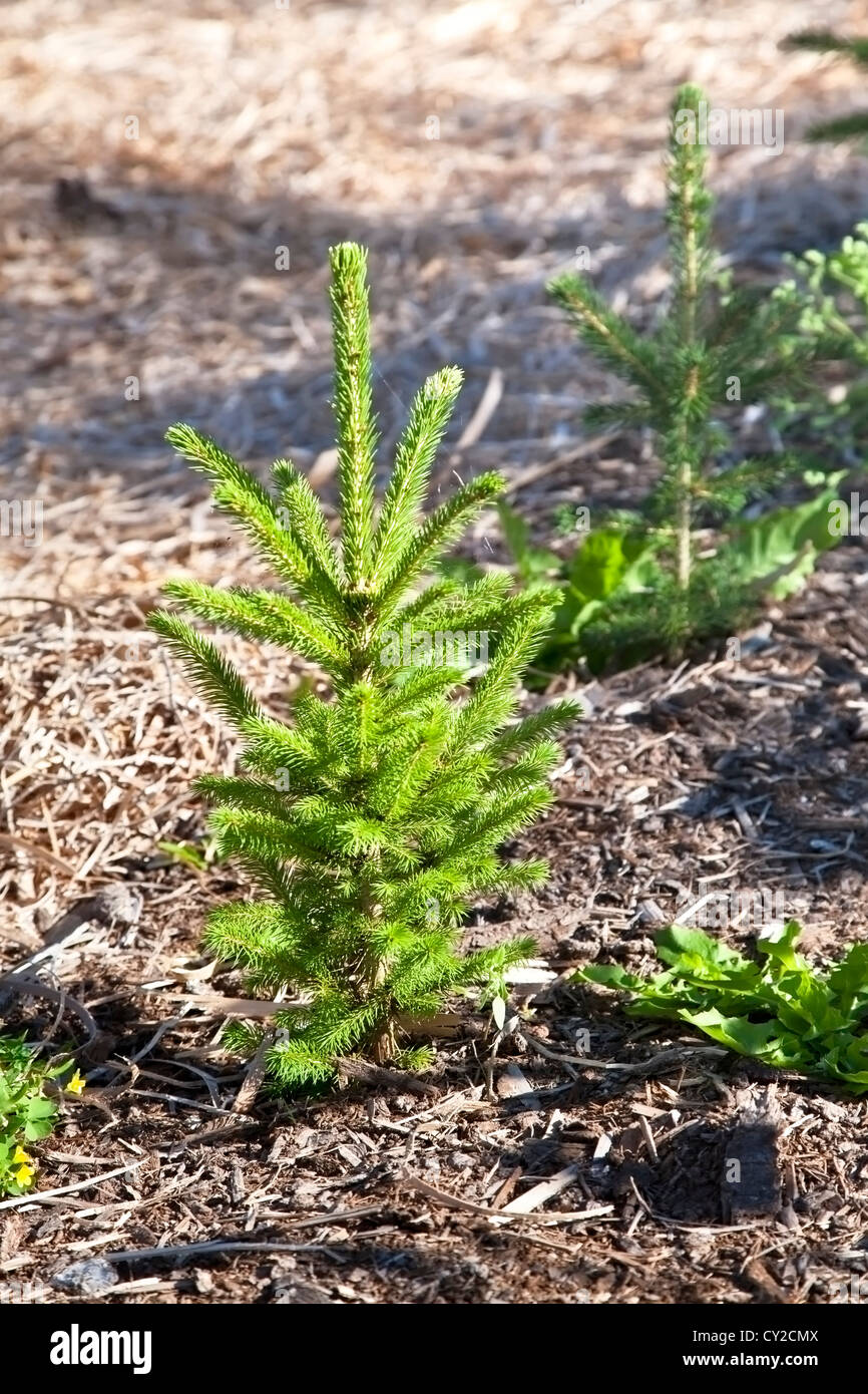 Young spruce seedling tree surrounded with a shreaded wood mulch