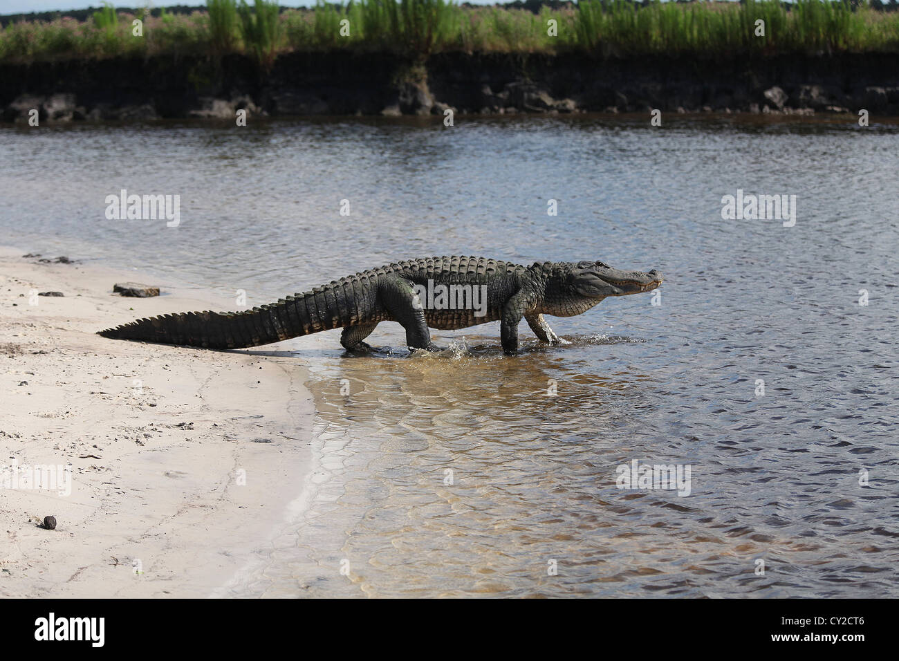 American Alligator, St Johns river near Titusville Florida, USA, June