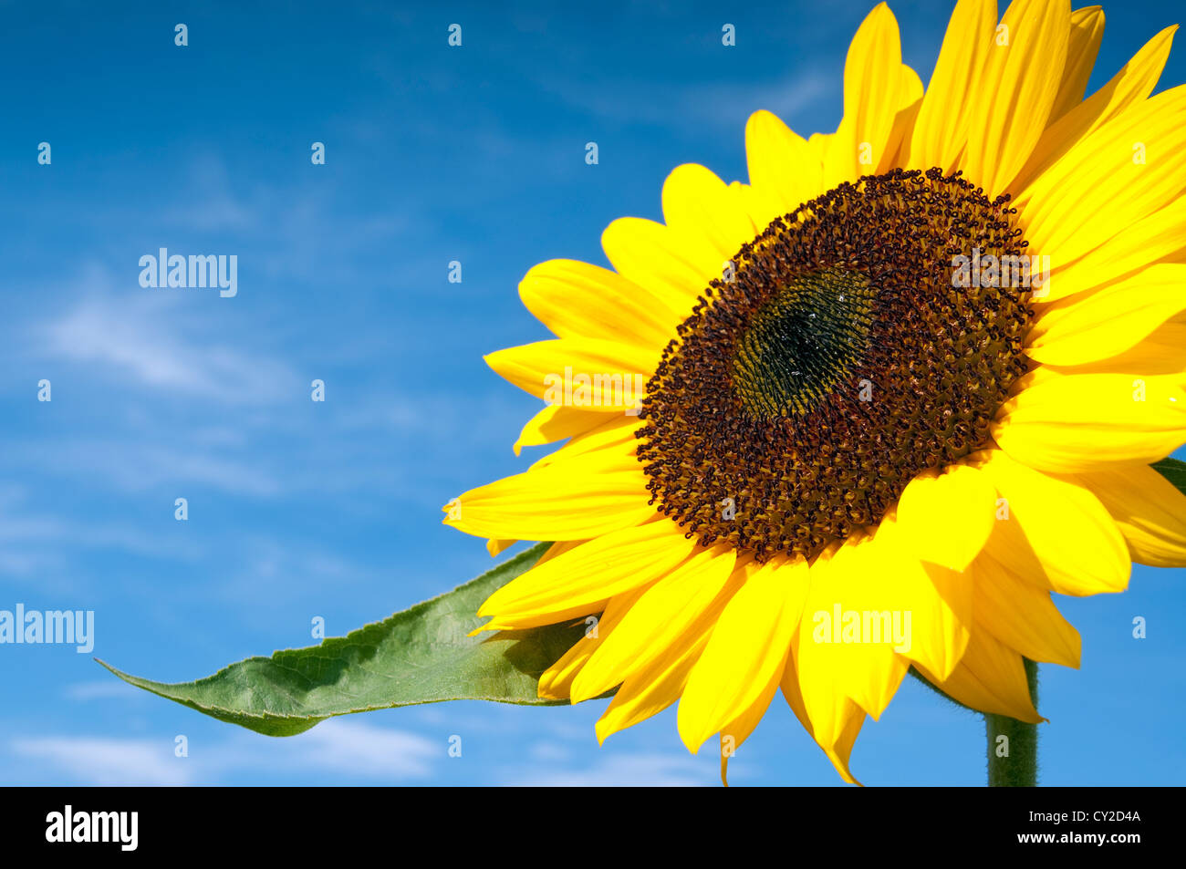 Beautiful Sunflower Against The Blue Sky Stock Photo - Alamy