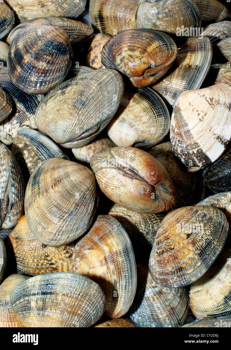 Clams Close-up, for spaghetti vongole Stock Photo