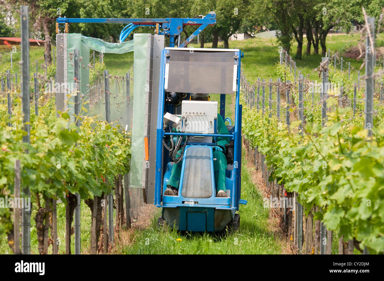 Spraying Grape Vines In The Vineyard With a Special Chain Tractor Stock
