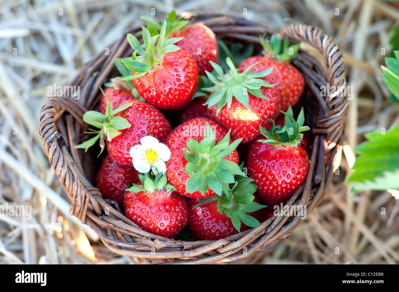 Strawberries in the basket on the field Stock Photo - Alamy