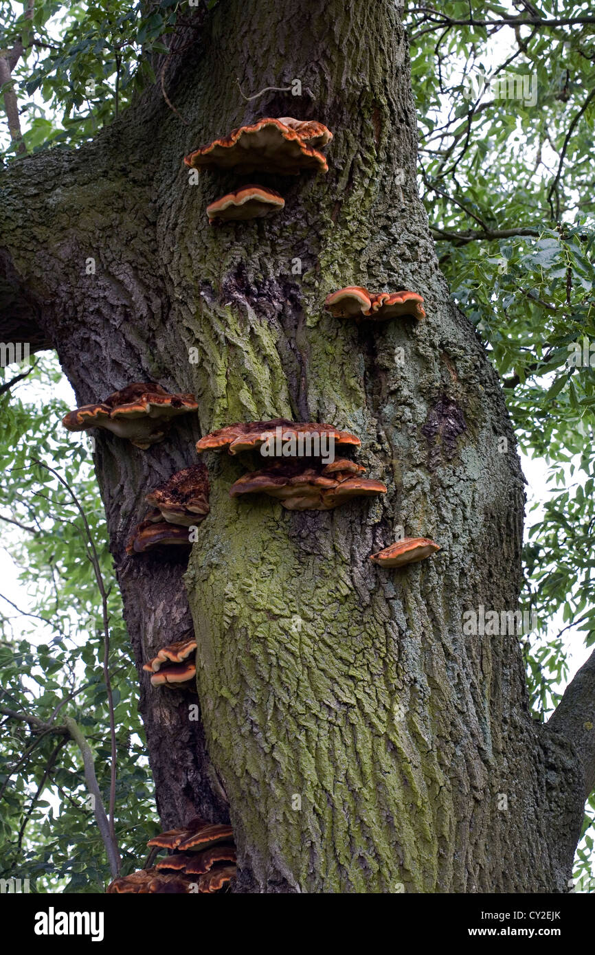 Hymenochaete rubiginosa fungi growing on an Ash Tree near Market Weighton Yorkshire Wolds England Stock Photo