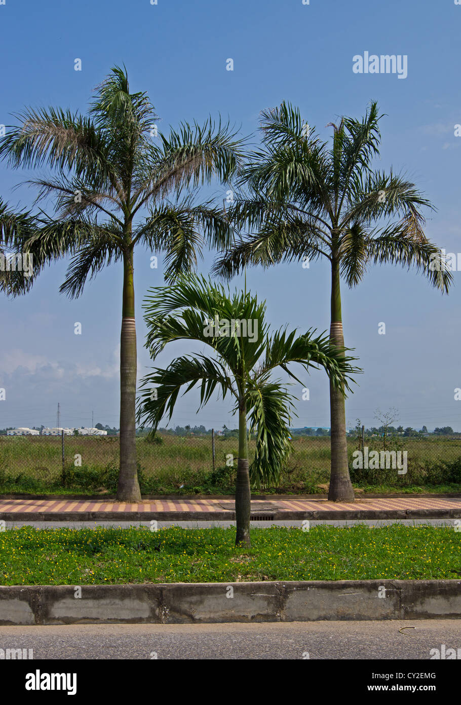 Palm Trees along the side of the road in Hai Phong Vietnam Stock Photo