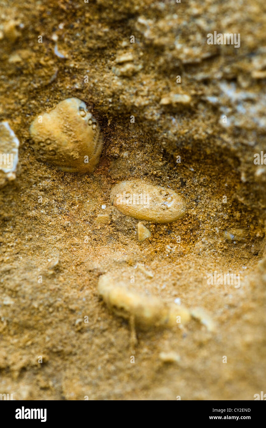fossil deposit South Australia sea urchin Stock Photo
