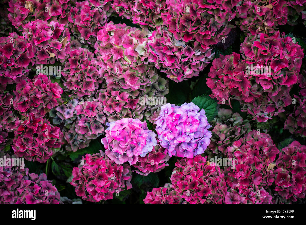 A Hydrangea shrub changing color through the autumn season Stock Photo