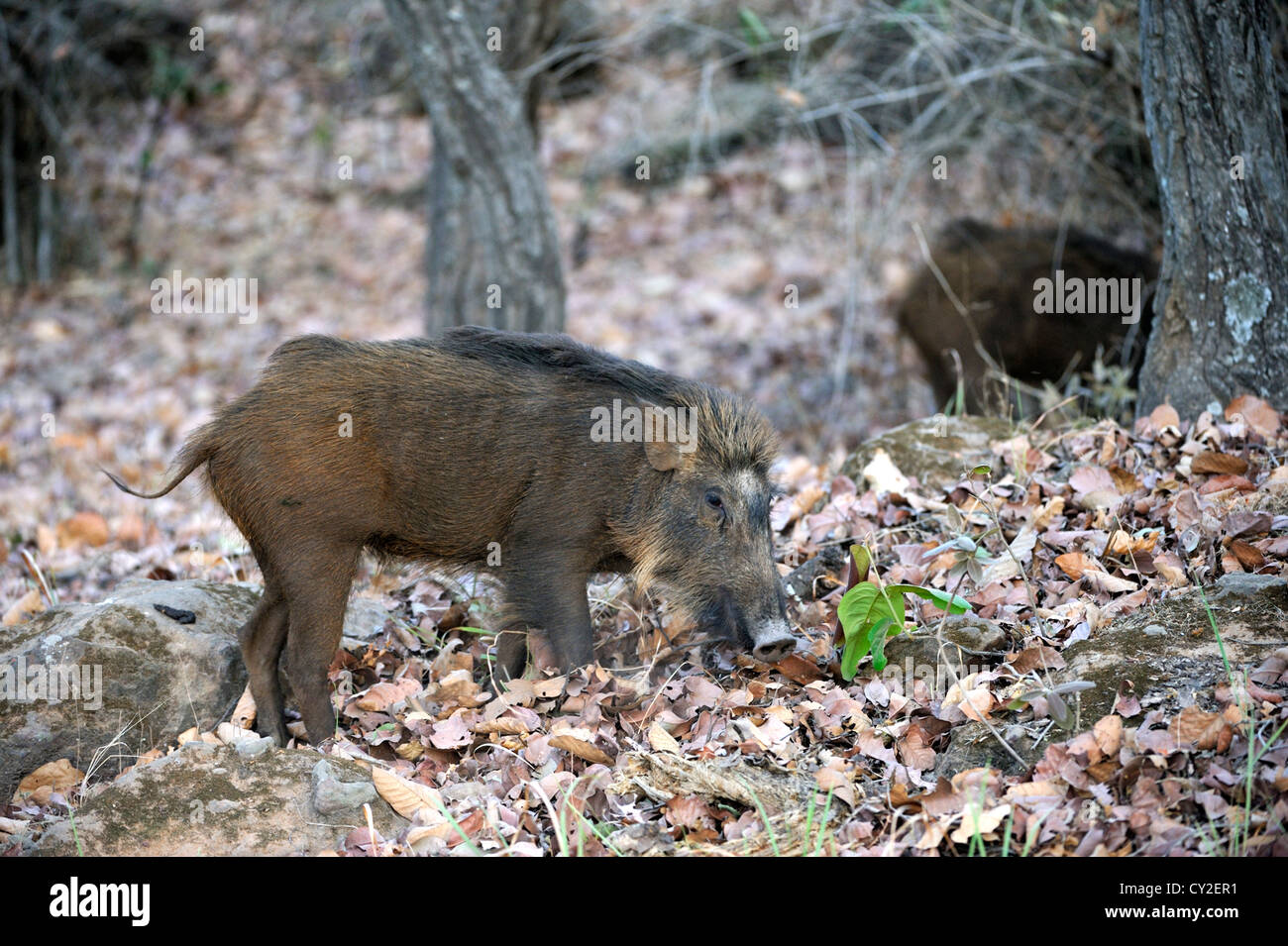 Indian wild boar (Sus scrofa cristatus) in Bandhavgarh National Park, Madhya Pradesh, India Stock Photo