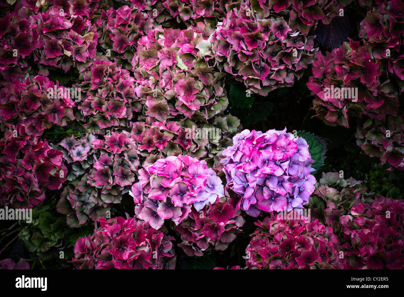 A Hydrangea shrub changing color through the autumn season Stock Photo