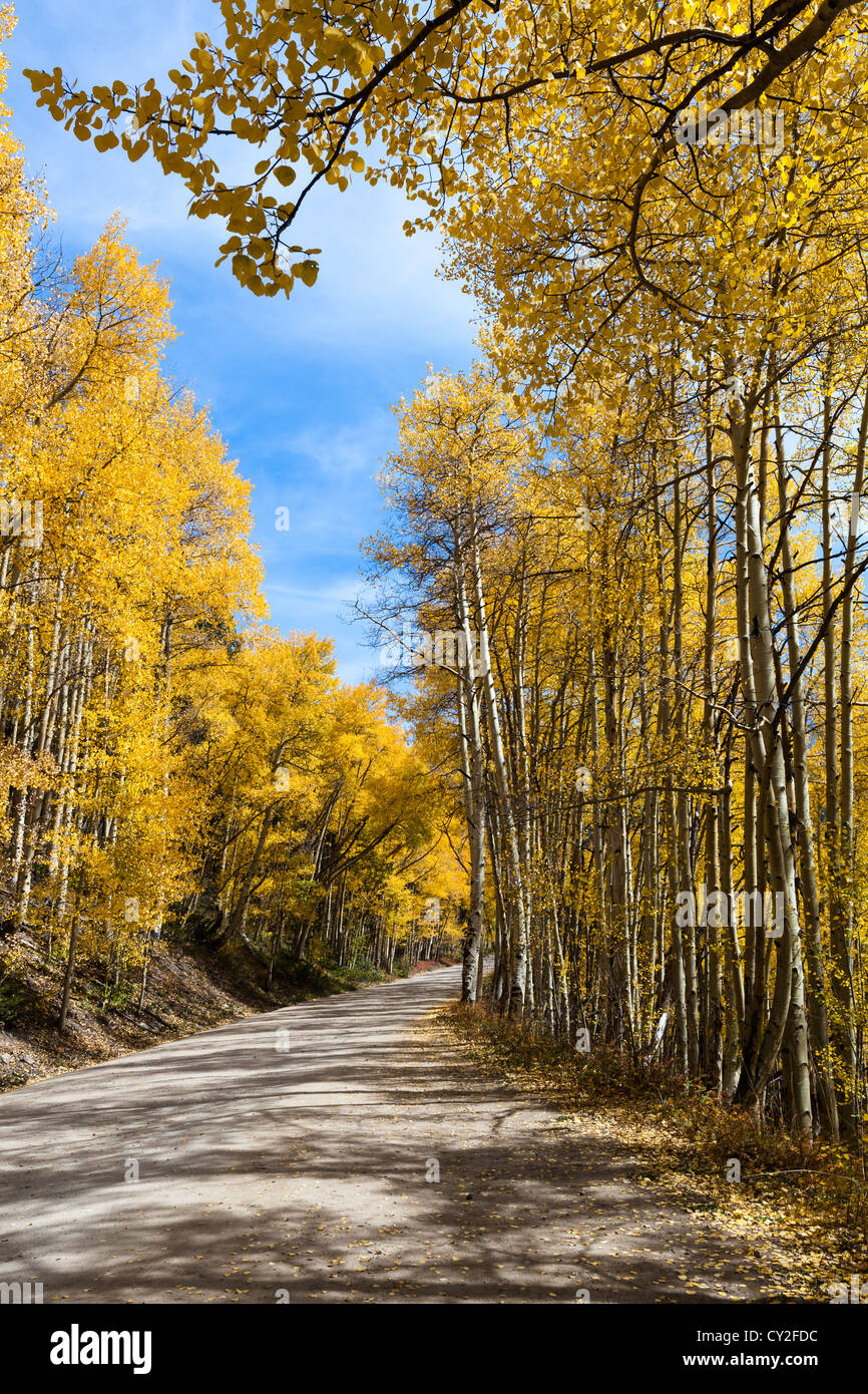 The leaves of Quaking Aspen trees (populus tremuloides) change to ...