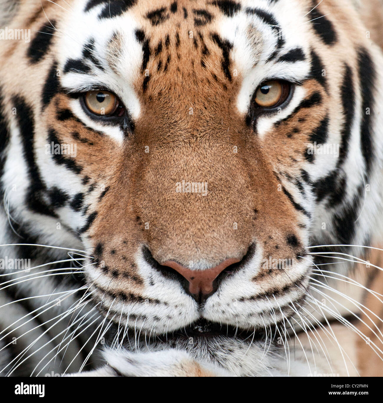 Tiger nose hi-res stock photography and images - Alamy