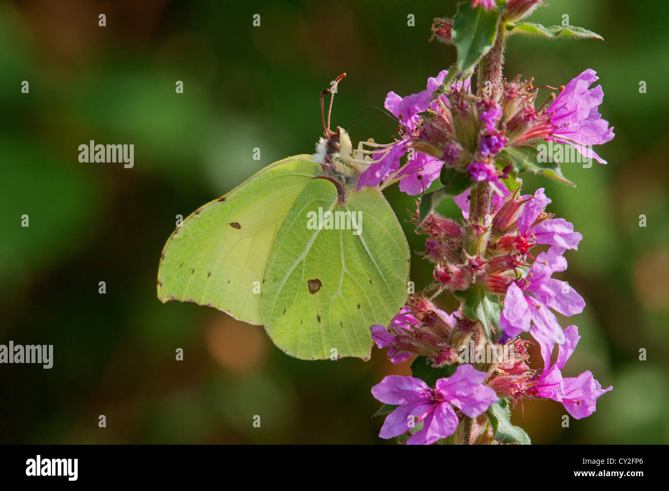 Female Brimstone butterfly nectaring Stock Photo