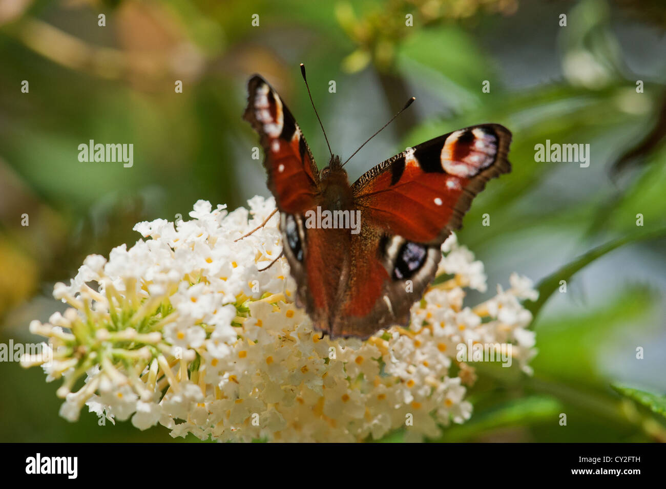 Peacock butterfly resting on white buddleia flower Stock Photo - Alamy