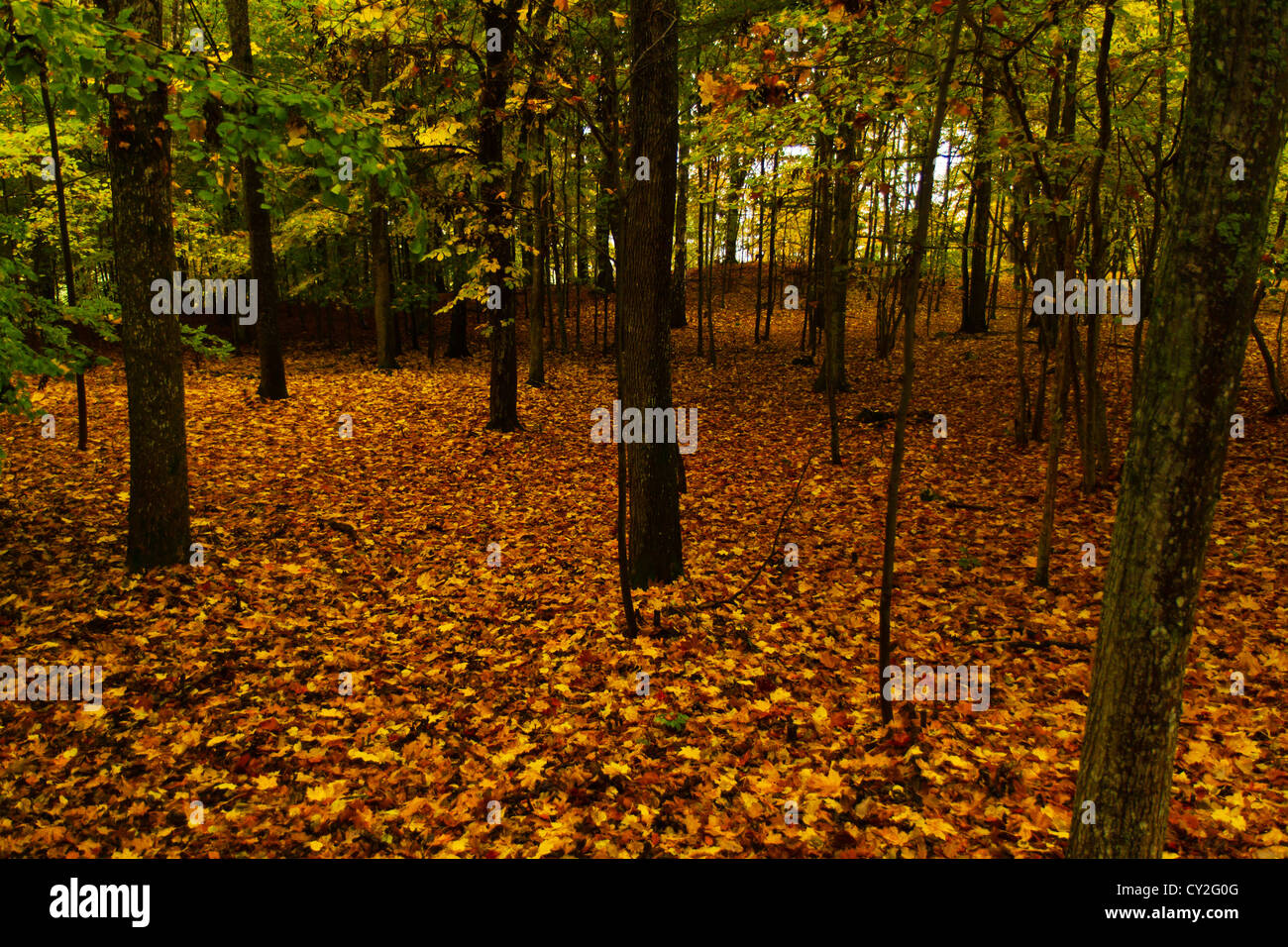 Colourful autumn leaves on the ground in the woods Stock Photo - Alamy