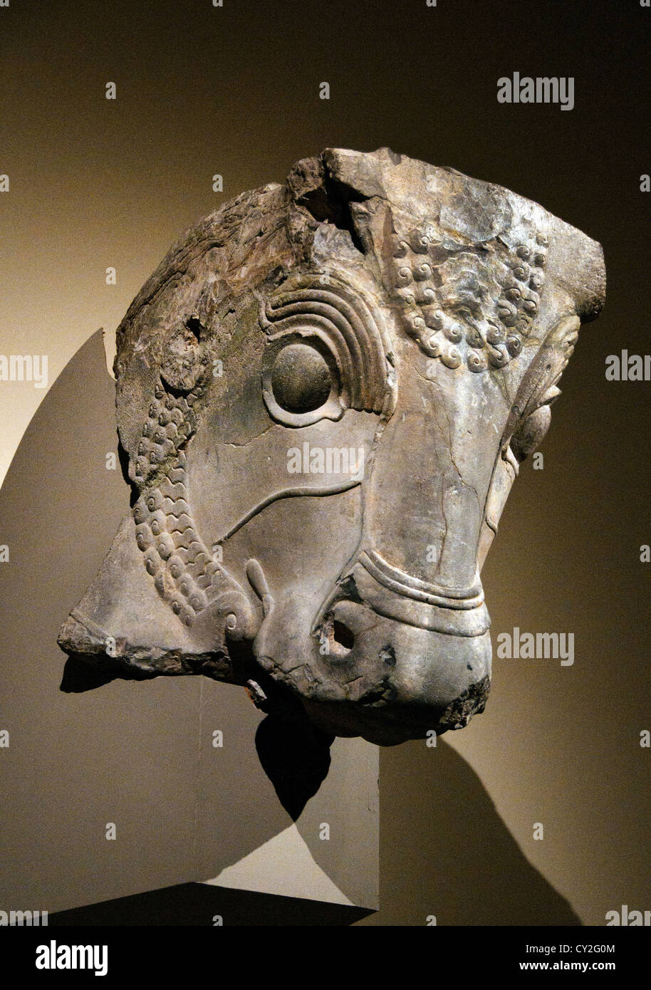 Bull's head from column capital Achaemenid 5th Century Iran Persian Empire Persia 47cm Stone Stock Photo