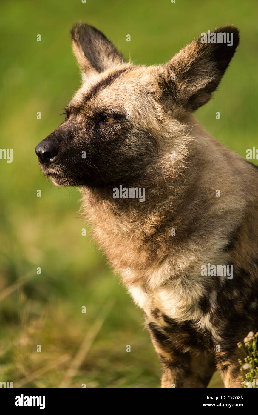 African Wild Dog Stock Photo