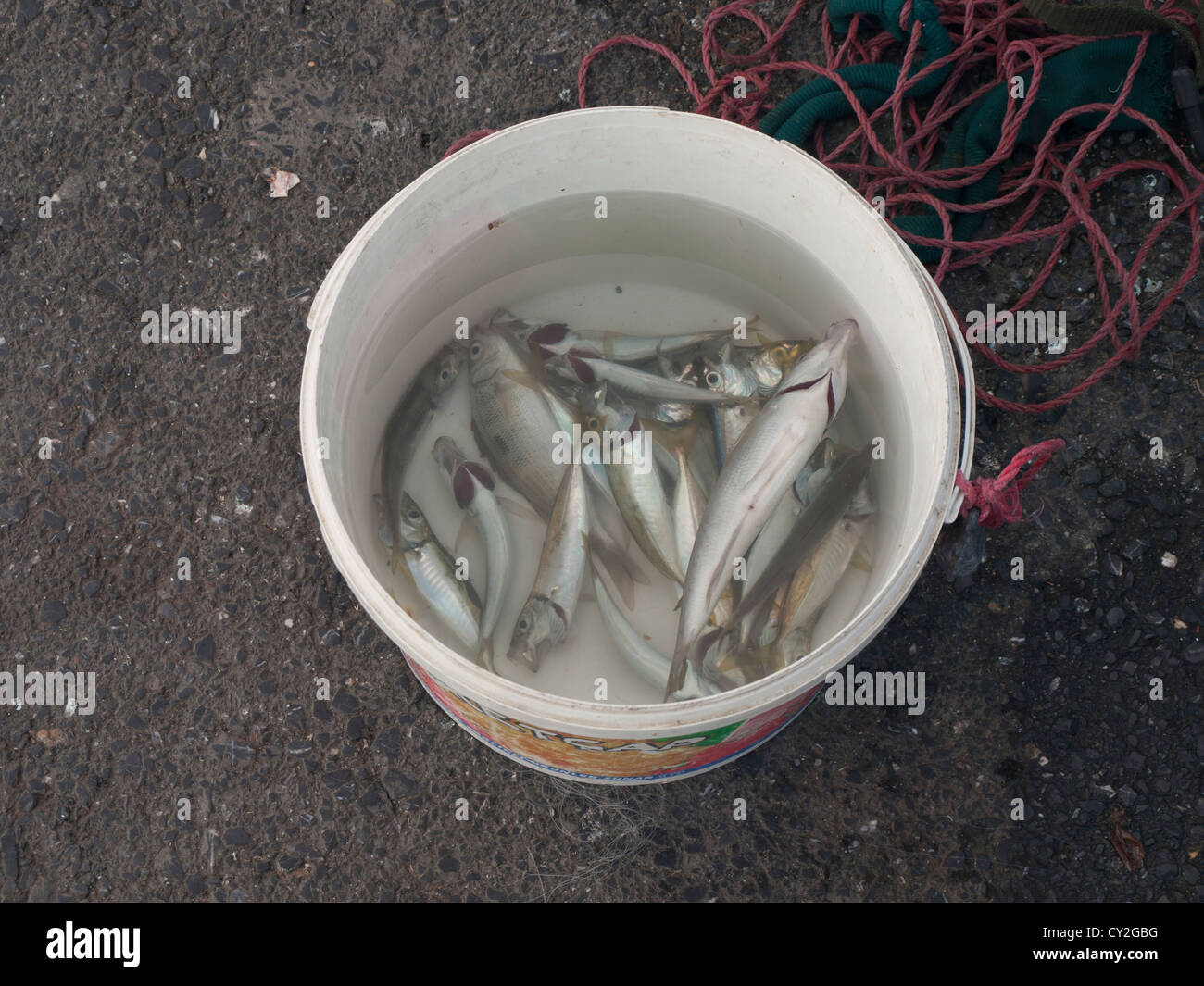 Fish in a bucket hi-res stock photography and images - Alamy