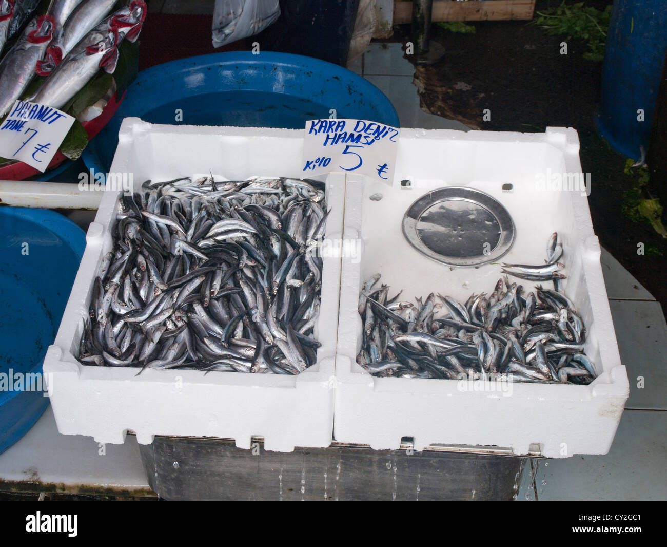 Sardines or  anchovies from the black sea region on sale in Karaköy fish marked in Istanbul Turkey Stock Photo