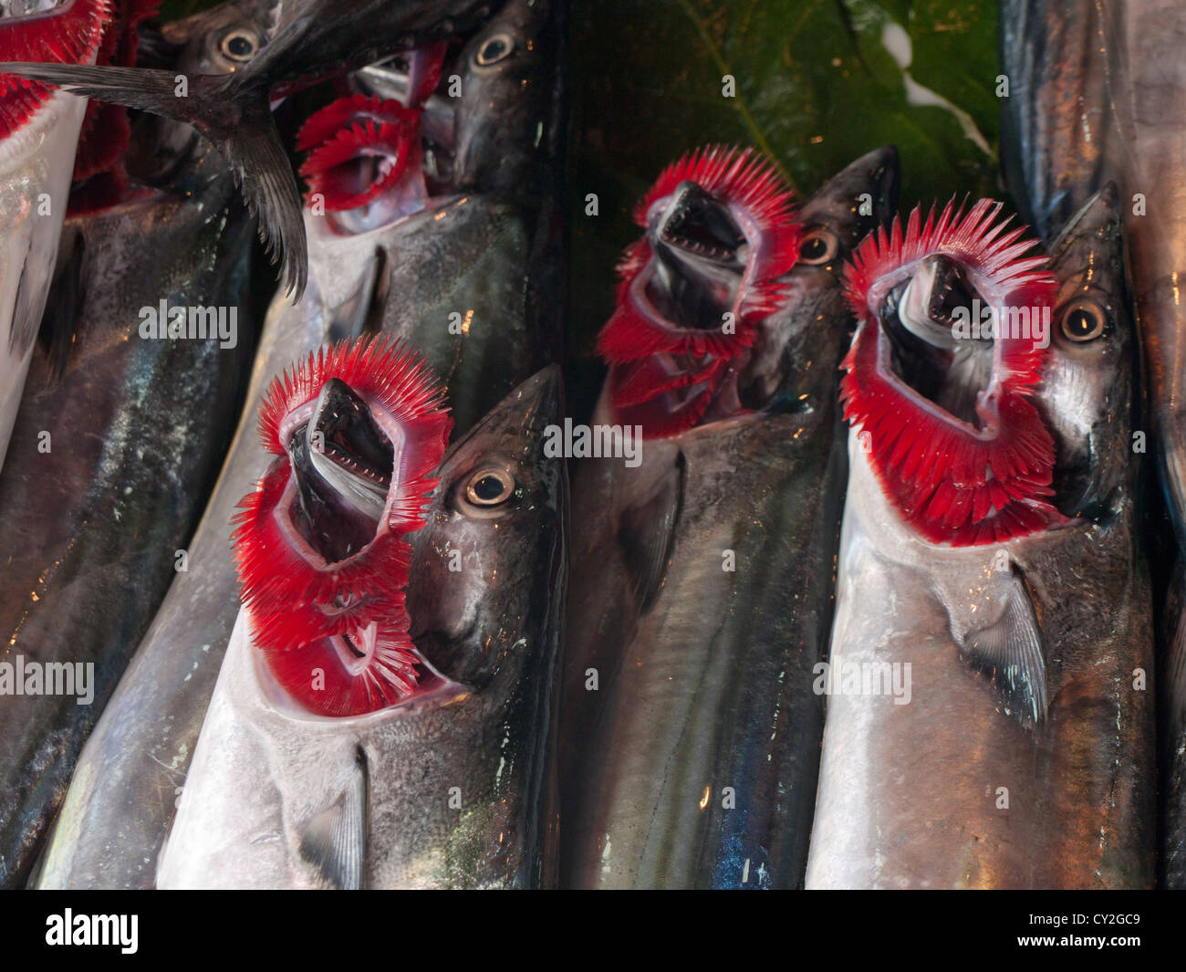 Fresh fish is easy to recognize on the gills , they should be red, photo from the fish marked in Karakoy Istanbul Turkey Stock Photo
