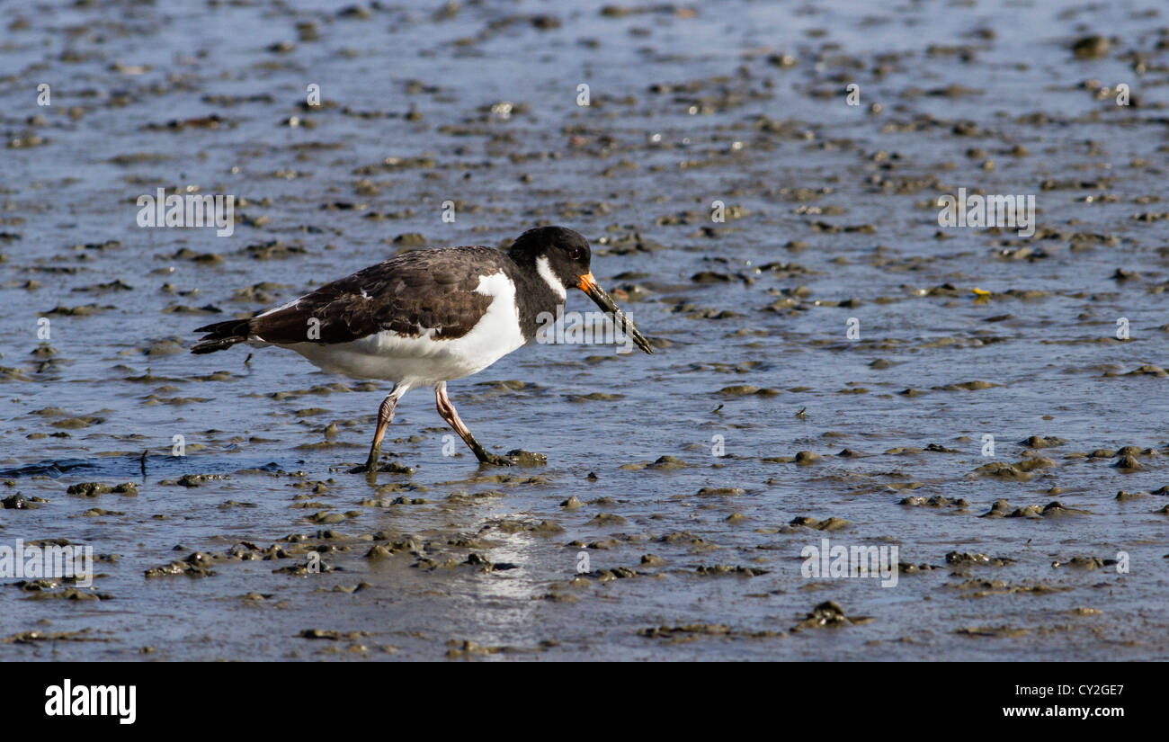 Oystercatcher, (Haematopus ostralegus), Wading Bird, walking on mud, Poole Harbour, Dorset, England, UK. Europe Stock Photo