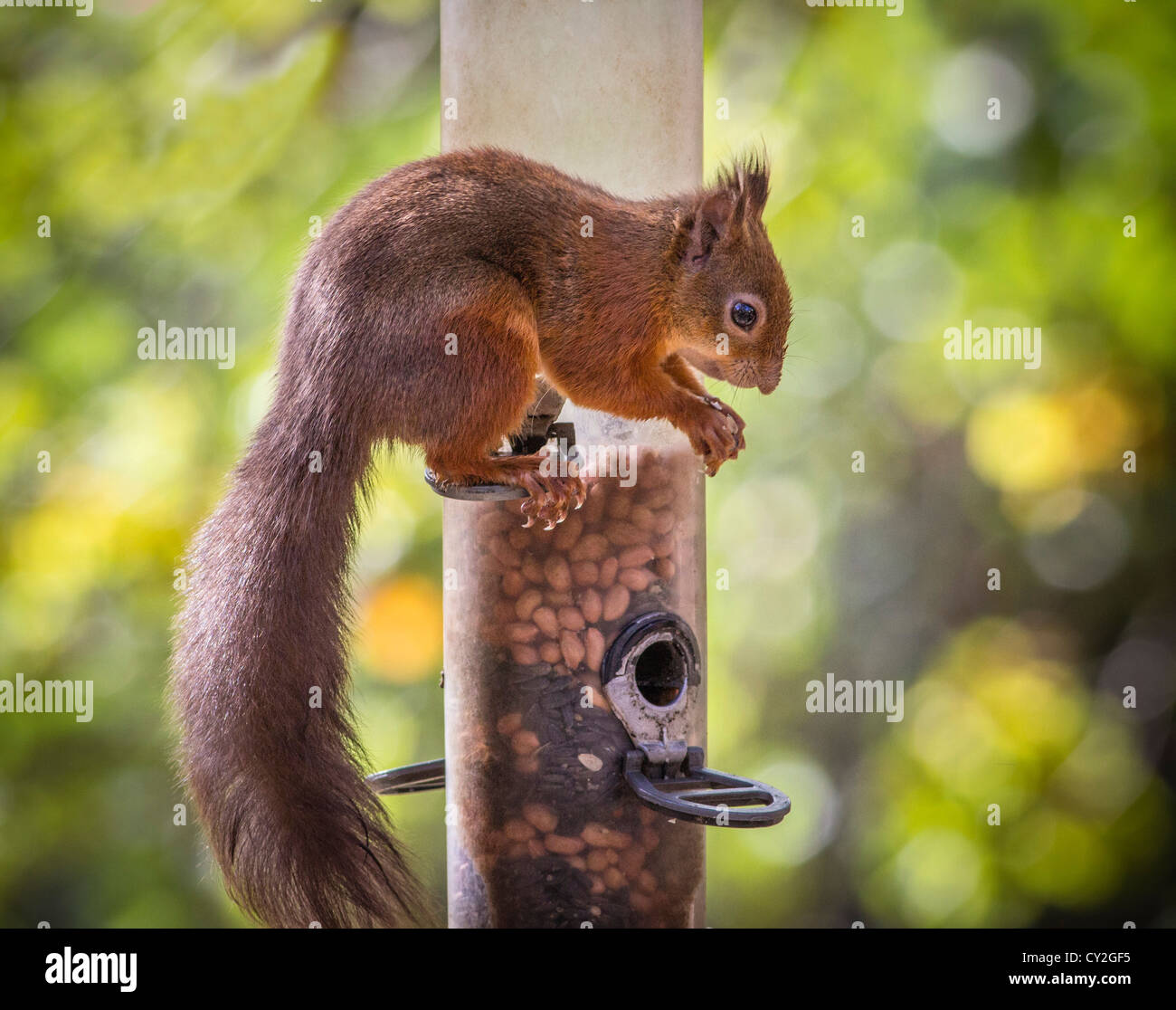 Red Squirrel Bird Feeder Uk Stock Photos Red Squirrel Bird