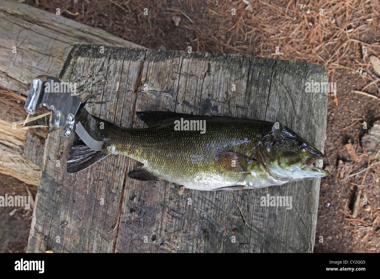 Fish Ready to Clean Stock Photo Alamy