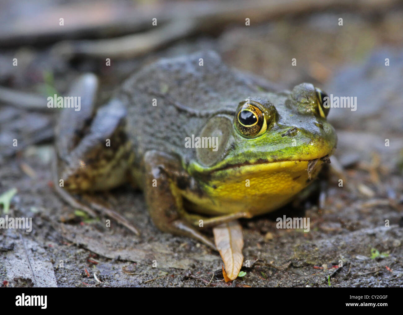 Large Bullfrog Stock Photo