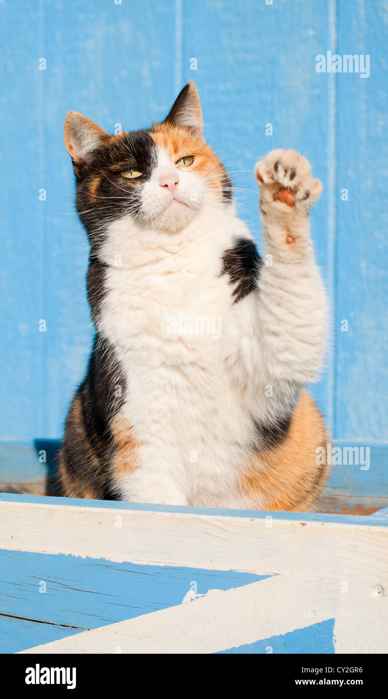 Beautiful calico cat playing with her paw in the air, against a blue barn Stock Photo