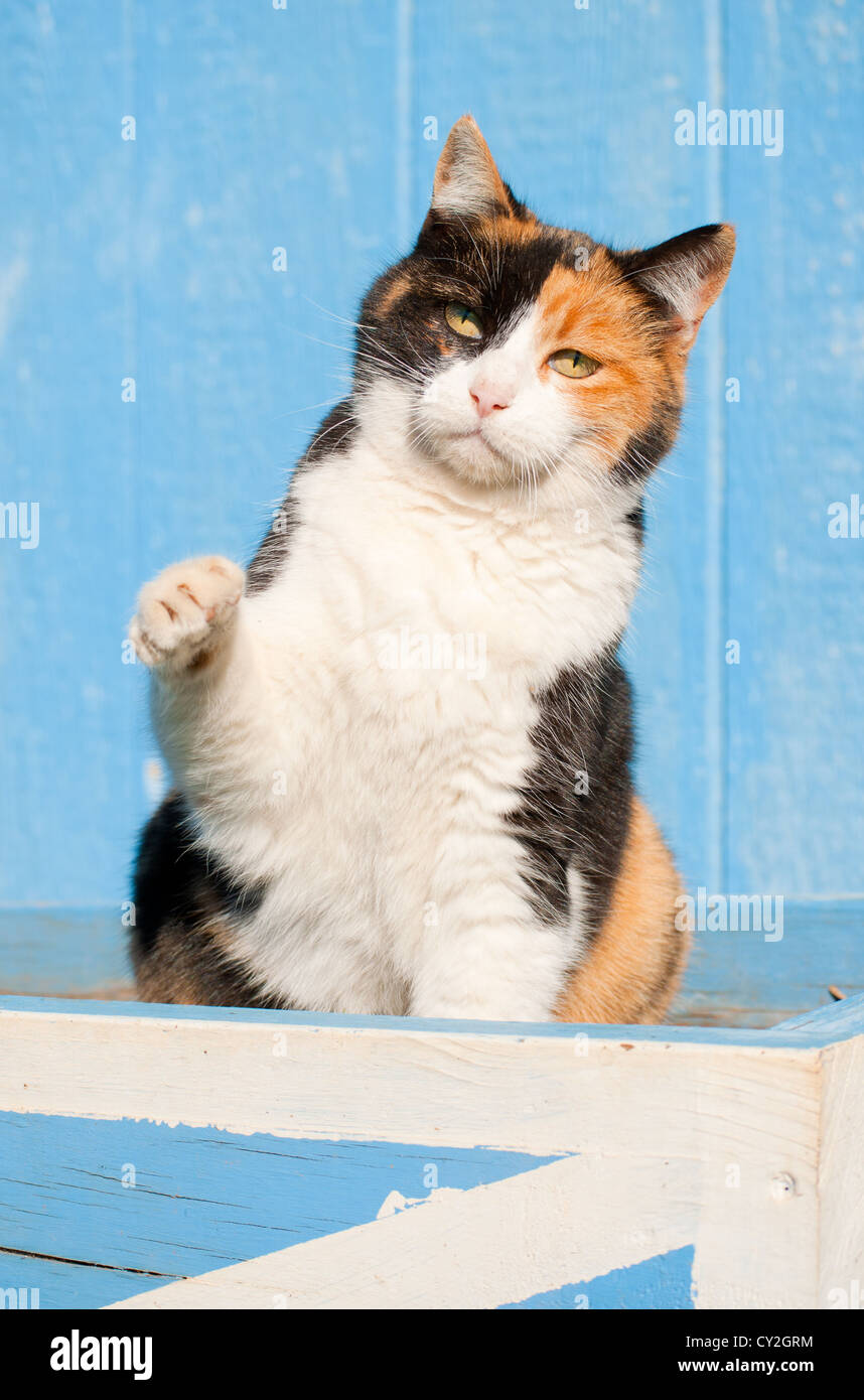 Playful calico cat with her paw in the air, with a blue barn background Stock Photo