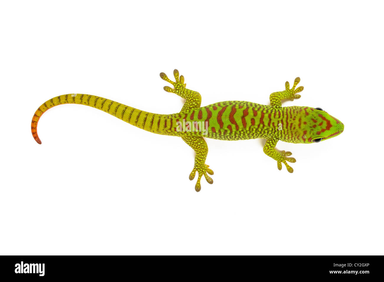 Gecko on white background hi-res stock photography and images - Alamy