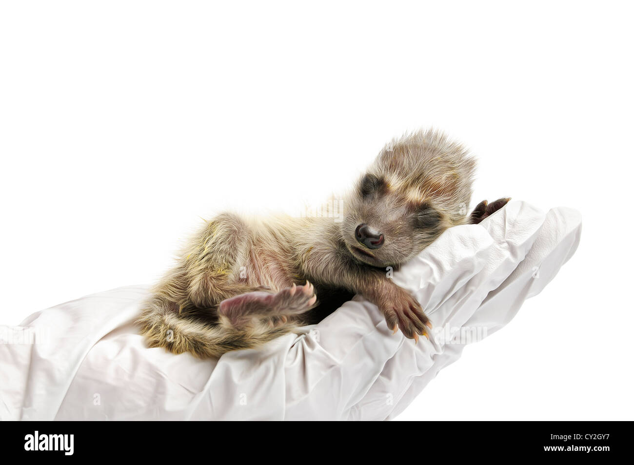 Baby raccoon undergoing an exam in front of a white clinical background ...