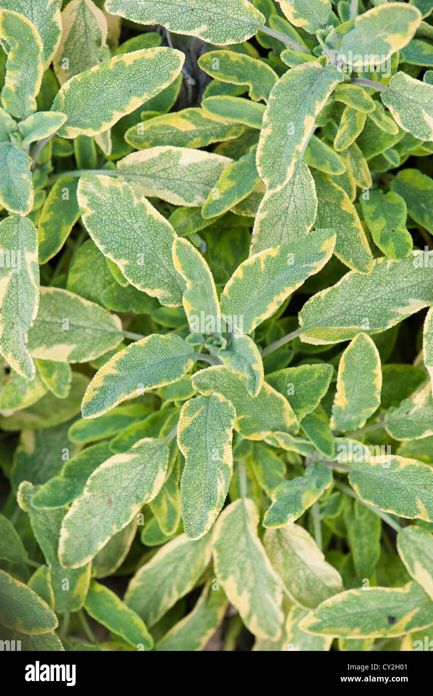 variegated sage (Salvia officinalis ) Stock Photo