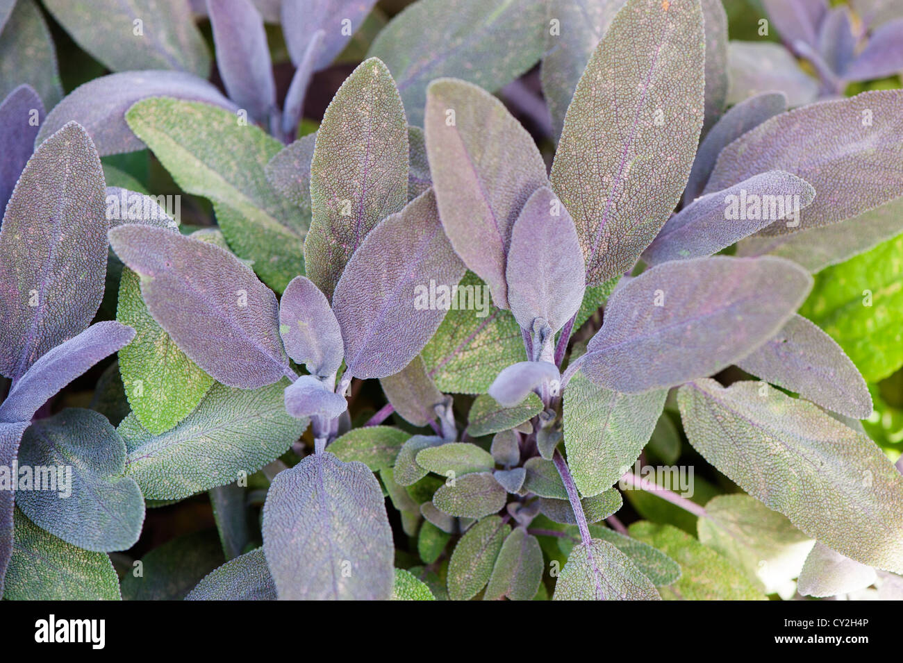 Purple Sage' Salvia offinalis purpurea Stock Photo