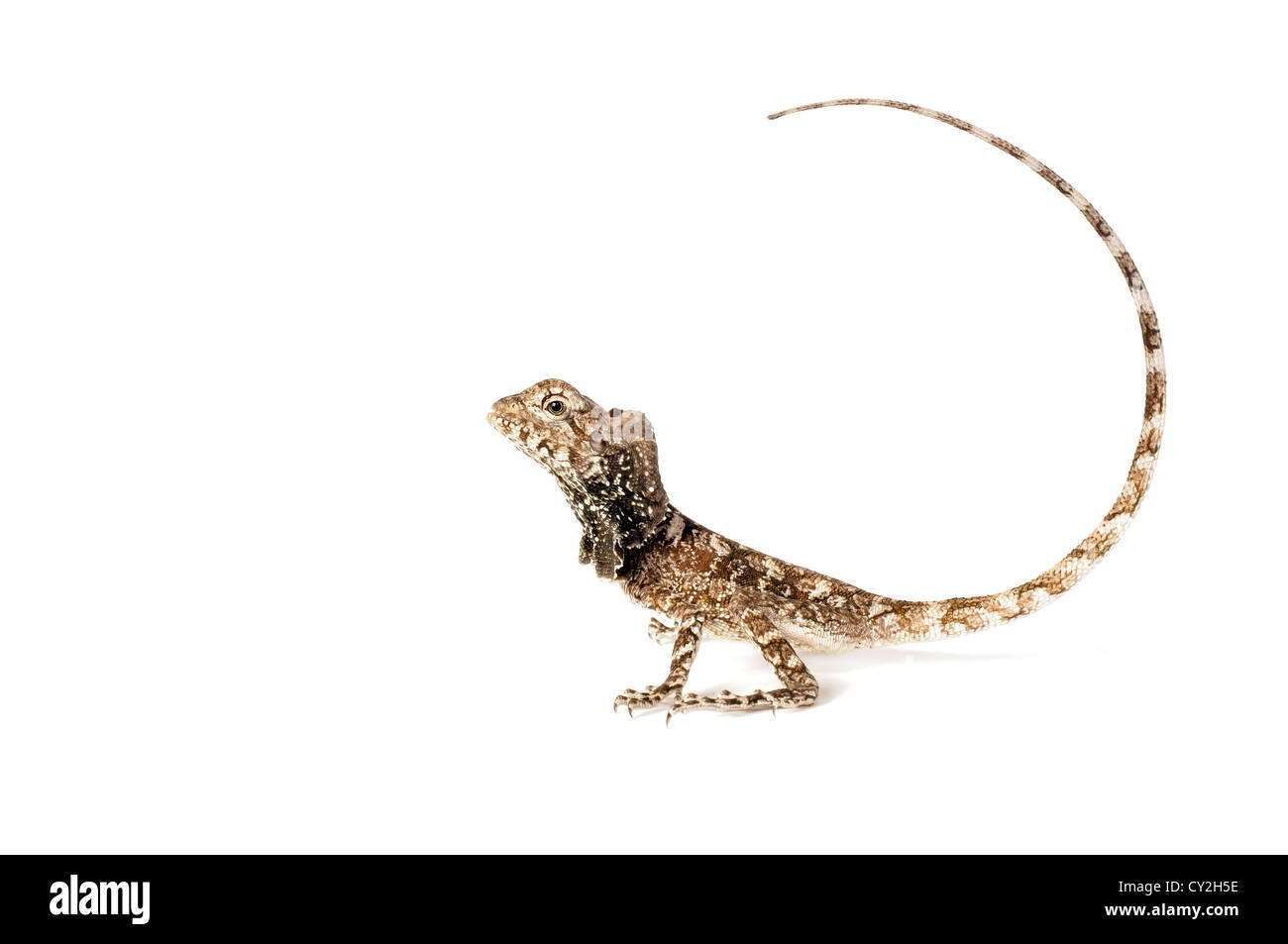 Frilled Dragon on a white background. Stock Photo