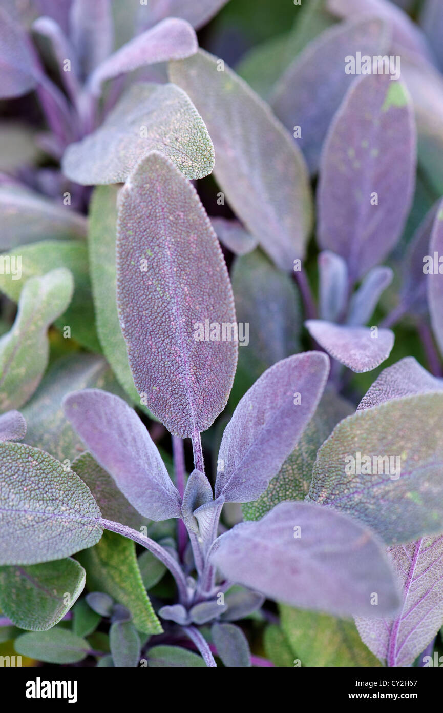 Purple Sage' Salvia offinalis purpurea Stock Photo