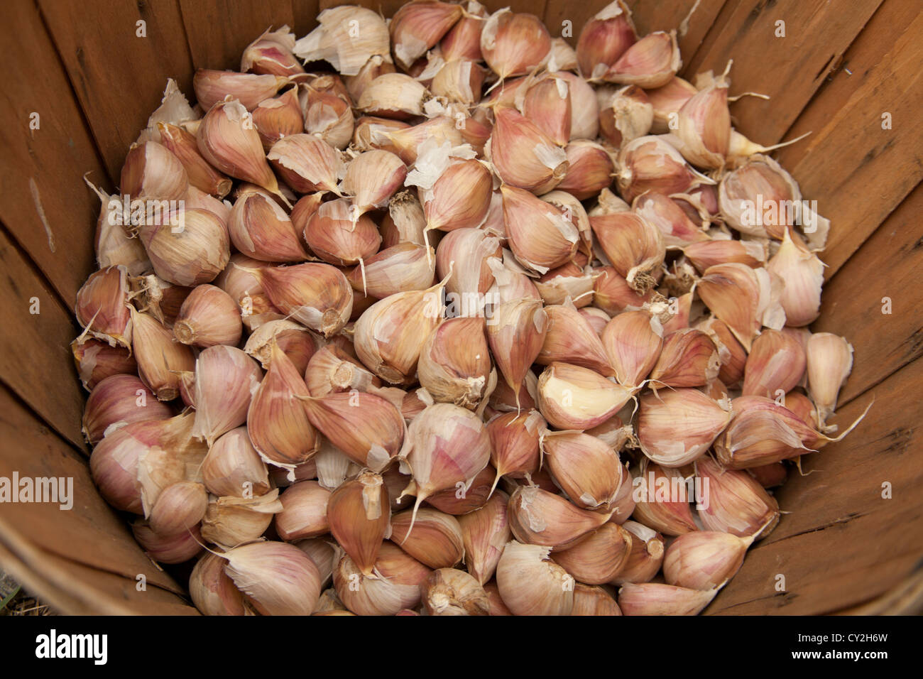 Basket of garlic cloves Stock Photo